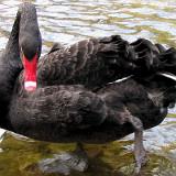 0404S 02 Schwan Bad Lippspringe